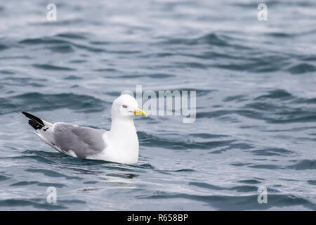 Adult black-legged kittiwake, Rissa tridactyla, on the water at Gnålodden, Hornsund, Svalbard Archipelago, Norway. Stock Photo