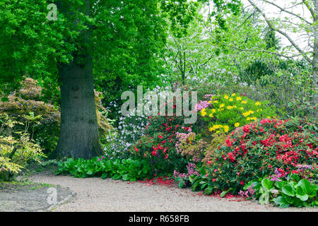 Colourful rhododendrons, azaleas in bloom on a walking path by an oak tree, in a spring lush garden . Stock Photo