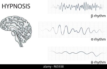 illustration of the brain, alpha, beta, and theta rhythm. Stock Vector