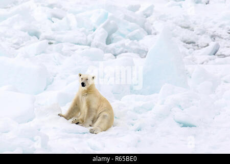 An adult polar bear, Ursus maritimus, on spring fast ice on the eastern coast of Edgeøya, Svalbard, Norway. Stock Photo