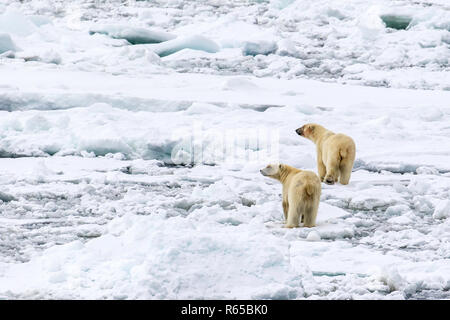 A pair of adult polar bears, Ursus maritimus, searching for food on spring fast ice on the eastern coast of Edgeøya, Svalbard, Norway. Stock Photo