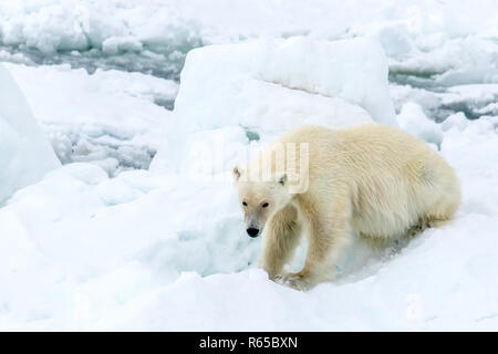 An adult polar bear, Ursus maritimus, close up, on spring fast ice on the eastern coast of Edgeøya, Svalbard, Norway. Stock Photo