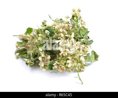 Dried medicinal herbs raw materials isolated on white. Flowerr of Amelanchier, also known as shadbush, shadwood or shadblow, serviceberry or sarvisber Stock Photo