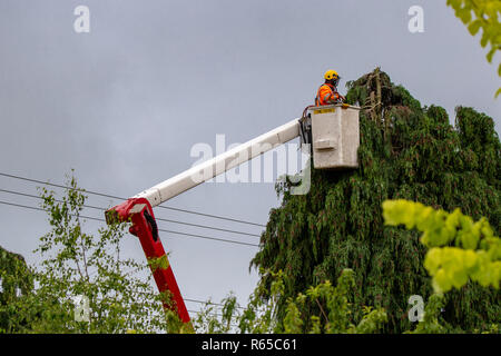 An arborist trims trees around power lines in New Zealand Stock Photo