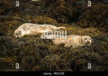 Relaxing Common Seals At The Coast Near Dunvegan Castle On The Isle Of Skye In Scotland Stock Photo