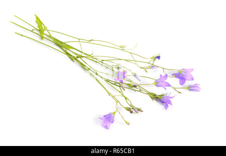 Campanula rotundifolia, harebell,  blawort, hair-bell, lady's thimble, witch's bells, and witch's thimbles. Isolated on white. Stock Photo