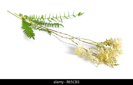 Filipendula vulgaris, commonly known as dropwort or fern-leaf dropwort. Isolated on white. Stock Photo