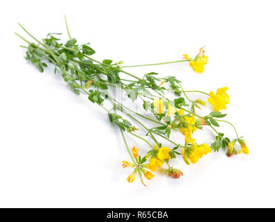 Medicago falcata Its common names include yellow lucerne, sickle alfalfa, yellow-flowered alfalfa, yellow alfalfa, sickle medick and yellow medick. Is Stock Photo