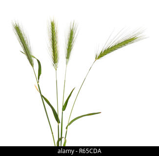 Hordeum murinum, commonly known as wall barley or false barley. Isolated. Stock Photo