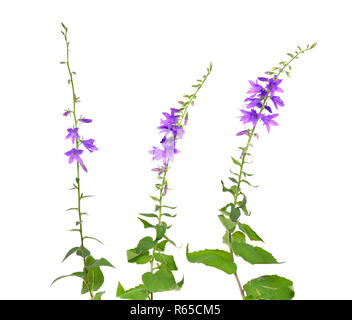 Campanula rapunculoides, known by the common names creeping bellflower, or rampion bellflower. Isolated. Stock Photo