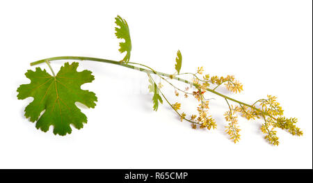 Macleaya cordata, the five-seeded plume-poppy. Isolated on white. Stock Photo