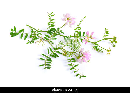Securigera varia, synonym Coronilla varia, commonly known as crownvetch or purple crown vetch. Isolated on white. Stock Photo