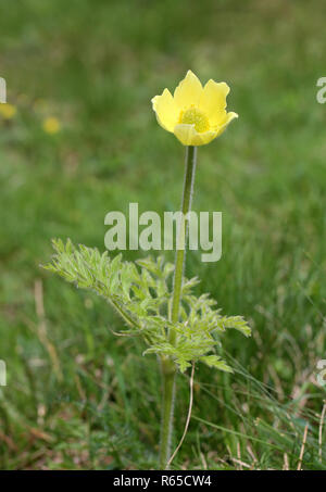 alpine pasque or sulfur anemone pulsatilla alpina subsp apiifolia Stock Photo