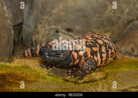 <!doctype html public Stock Photo