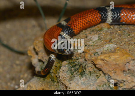 <!doctype html public Stock Photo
