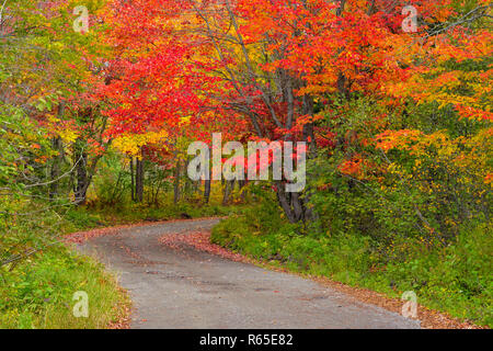 Chikanishing Road and autumn hardwoods, Killarney Provincial Park, Ontario, Canada Stock Photo