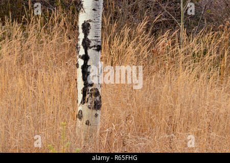 Aspen tree trunk and autumn grasses, Greater Sudbury, Ontario, Canada Stock Photo