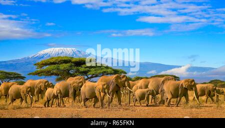 Herd of african elephants taken on a safari trip to Kenya with a snow capped Kilimanjaro mountain in Tanzania in the background, under a cloudy blue skies. Stock Photo