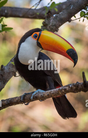 Toco toucan on branch with turned head Stock Photo