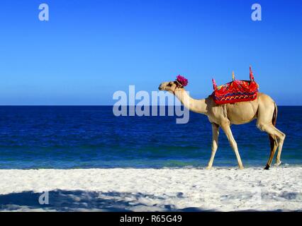 A camel on the white sandy beach north of Mombasa Africa with the indian ocean in the background. Stock Photo