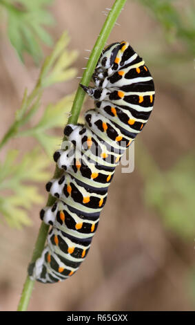 macro of swallowtail caterpillar papilio machaon Stock Photo