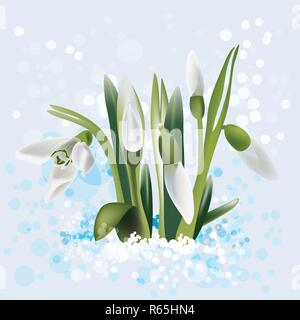 snowdrop in snow, vector illustration Stock Vector