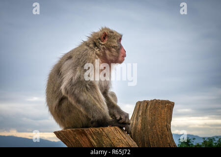 Japanese macaque on a trunk, Iwatayama monkey park, Kyoto, Japan Stock Photo