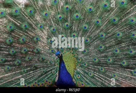 A PEACOCK (INDIAN PEAFOWL) PAVO CRISTATUS WITH TAIL FEATHERS DISPLAYED. Stock Photo
