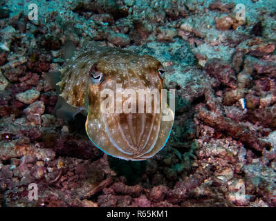 A Common Reef Cuttlefish (Sepia latimanus) in the Indian Ocean Stock Photo