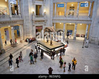 Smithsonian National Museum of Natural History rotunda elephant Stock Photo