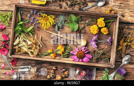 Herbal medicinal herbs and plant Stock Photo