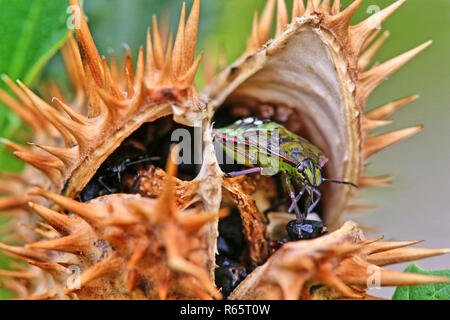 rice bug nezara viridula with seeds of white thorn apple Stock Photo