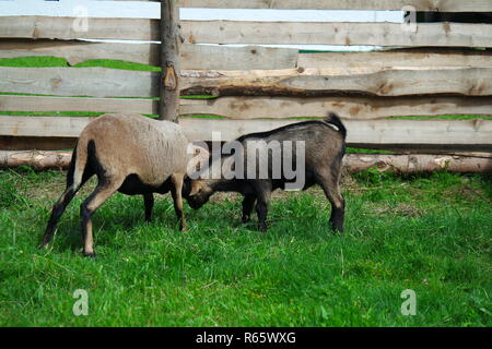 two little,fighting goats Stock Photo