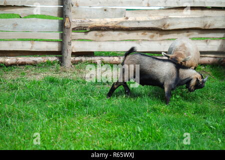 two little,fighting goats Stock Photo
