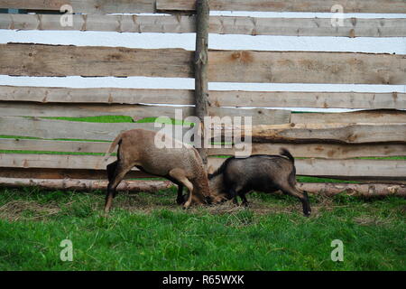 two little,fighting goats Stock Photo