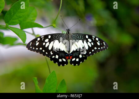 An admiral butterfly with black white and red colouring photo taken in Vietnam. Stock Photo