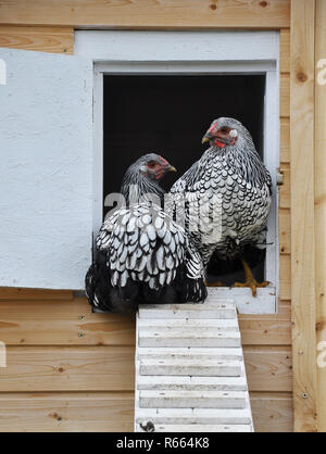 wyandotten in front of chicken house Stock Photo