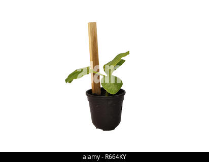 young zucchini plant in pot Stock Photo