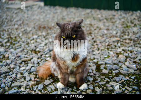 Domestic Cat And Cattle Stock Photo 277810138 Alamy