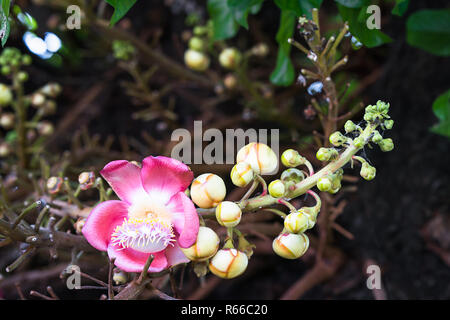 Shorea robusta(Couroupita guianensis) on the tree Stock Photo