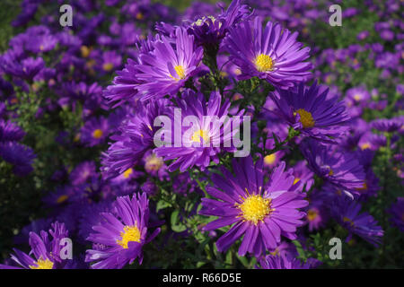 blue asters Stock Photo