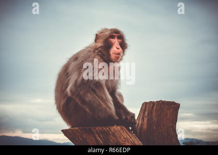 Japanese macaque on a trunk, Iwatayama monkey park, Kyoto, Japan Stock Photo