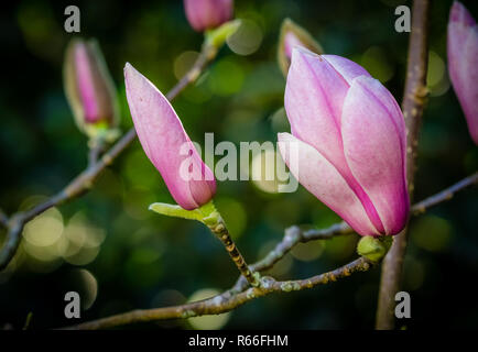 Closed magnolia buds Stock Photo