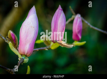 Closed magnolia buds Stock Photo
