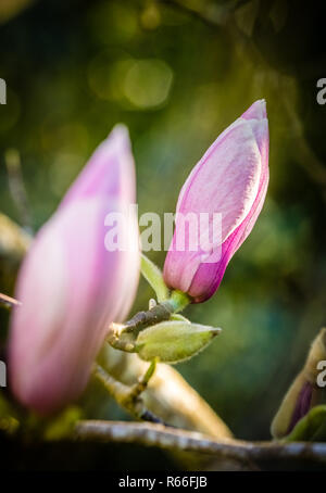 Closed magnolia buds Stock Photo