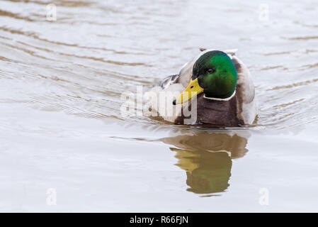 A male common mallard (Anas platyrhynchos) swims on the water surface and looks interested. Stock Photo