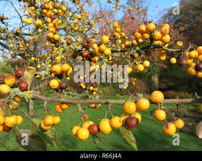 The crab apple called 'Malus Golden Hornet' is a prolific variety with branches laden with fruit that glow butter yellow against an autumn blue sky. Stock Photo