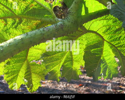 Close-up of the spiky stem and leathery underside of an immense leaf of gunnera manicata in an English woodland garden. Stock Photo