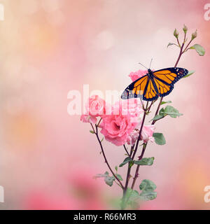 Monarch Butterfly on Rose bush Stock Photo