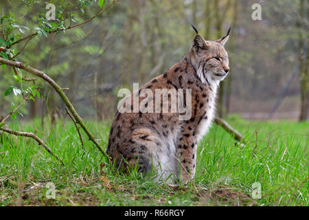 eurasian lynx in the rain Stock Photo